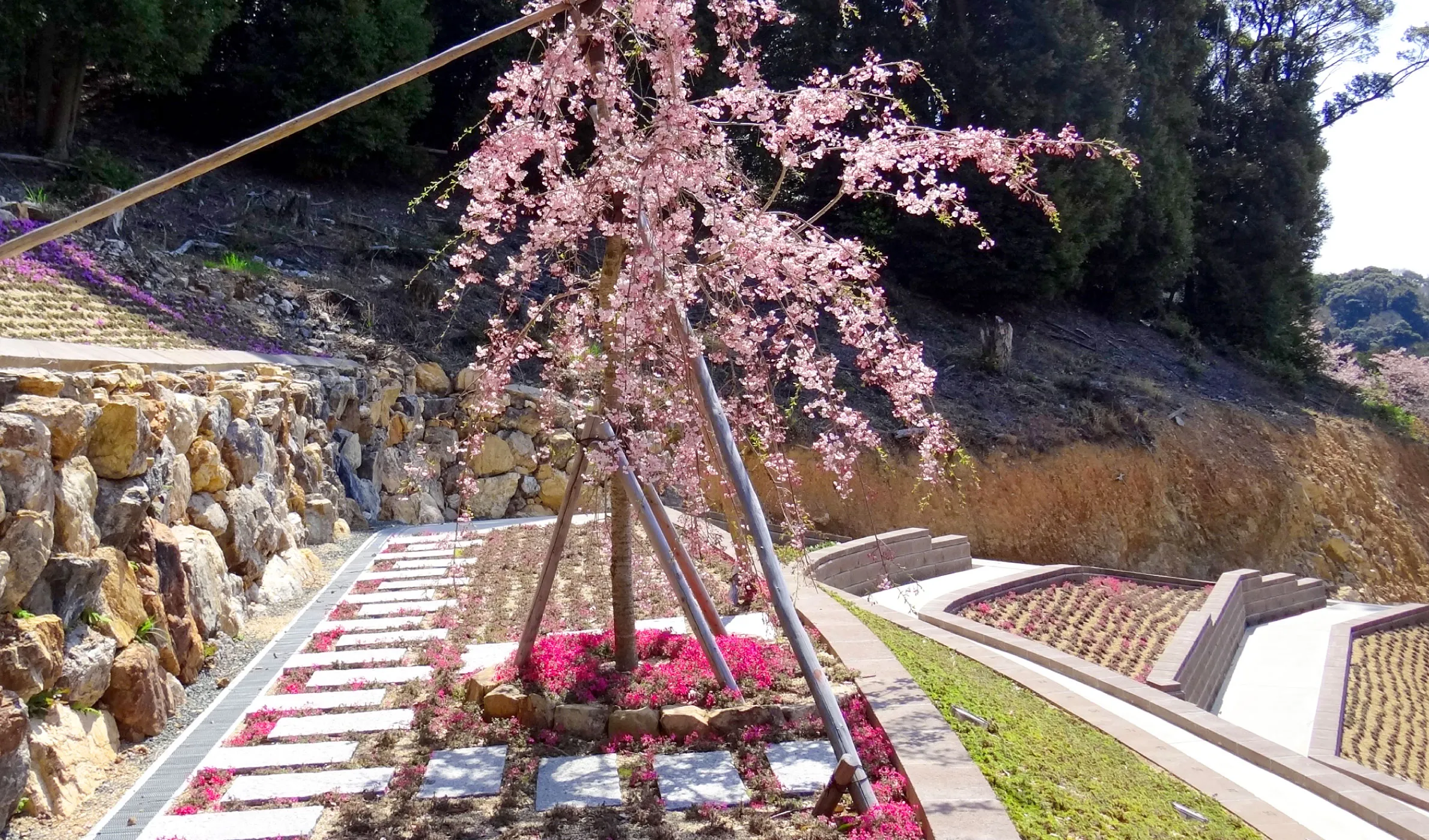 樹木葬(桜墓苑)のイメージ